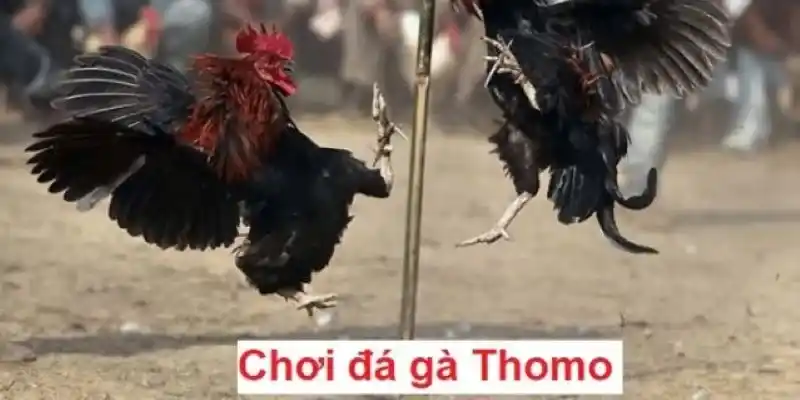 Đá gà Thomo hình thức giải trí được yêu thích hàng đầu